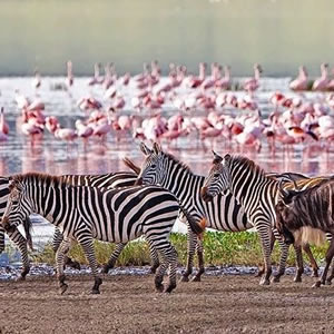 2 Days Safari Itinerary – Lake Manyara and Ngorongoro Crater