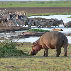 5 Days Safari Itinerary – Lake Manyara, Serengeti, Ngorongoro Crater
