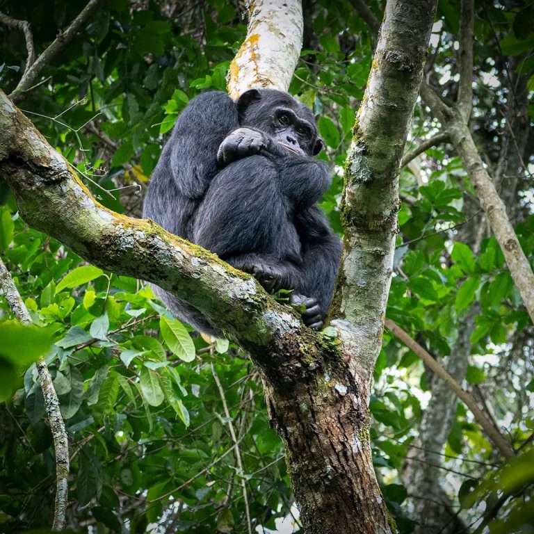 3 Days Safari Itinerary – Selous Game Reserve
