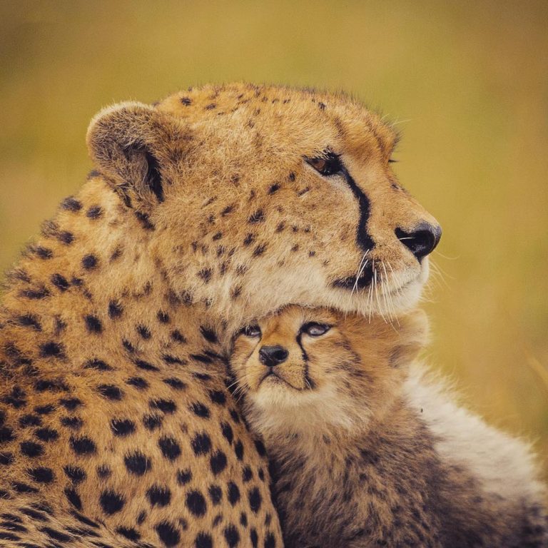3 Days Safari Itinerary – Tarangire, Ngorongoro Crater, Lake Manyara