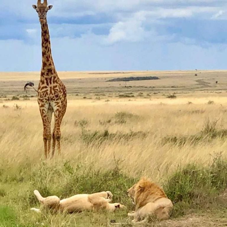 4 Days Safari Itinerary – Lake Manyara, Serengeti, Ngorongoro Crater