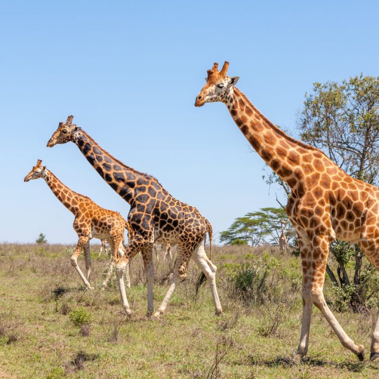 4 Days Safari Itinerary – Selous Game Reserve