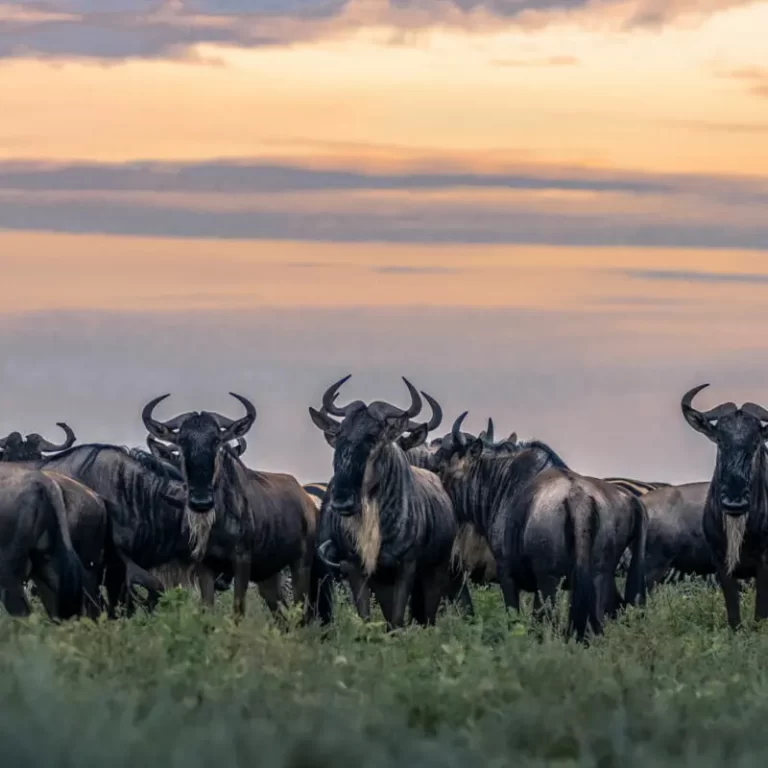 About Lake Manyara National Park