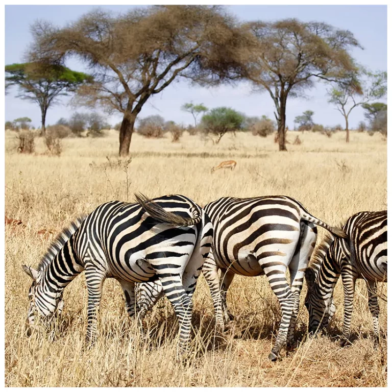 About Serengeti National Park