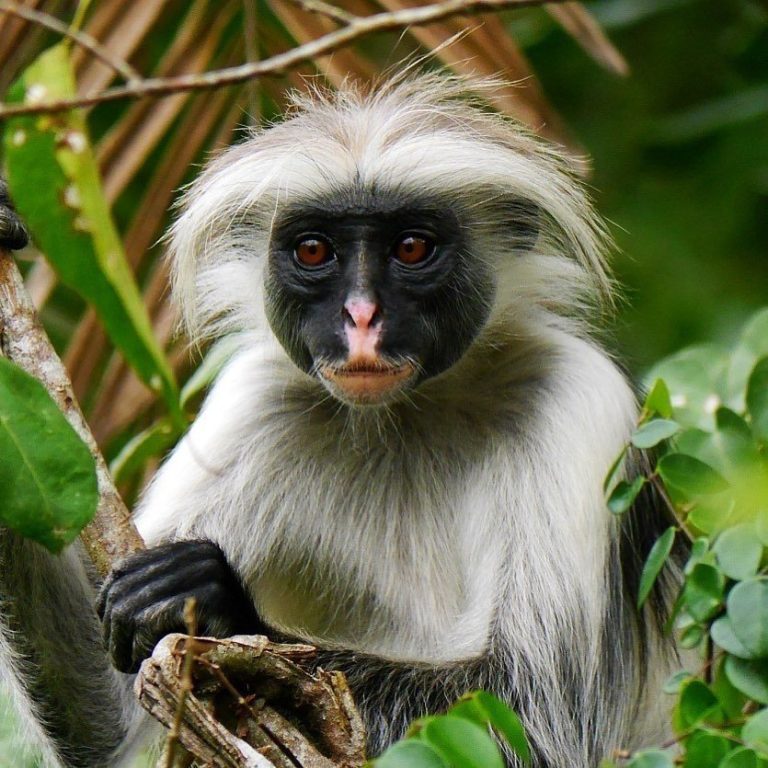 Half-Day – Zanzibar Butterflies & Jozani Forest Tour