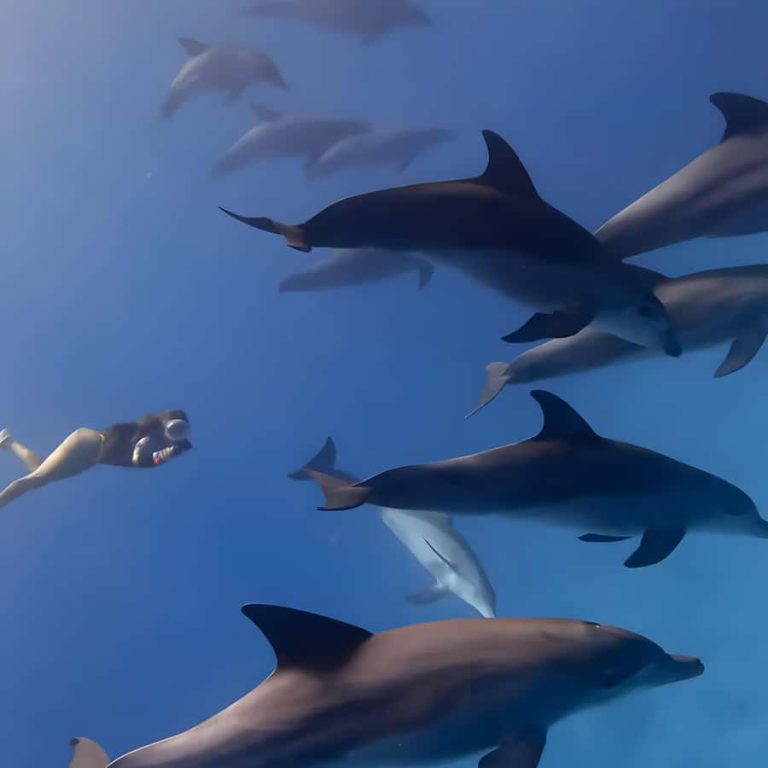 Half-Day – Zanzibar Kizimkazi Dolphins Tours