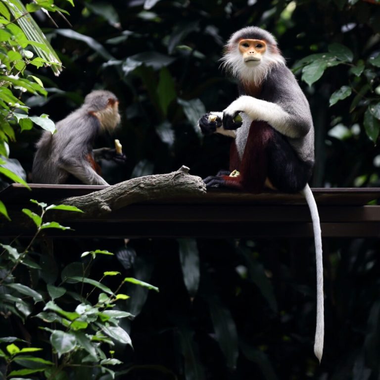 Zanzibar Red Monkey Forest & Mangroves